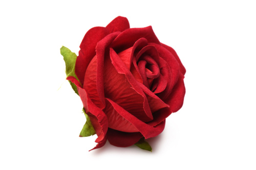 The Rose Lover's Gift Box Bloomgasm - Red  5
